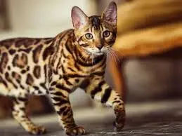 Gato Bengali