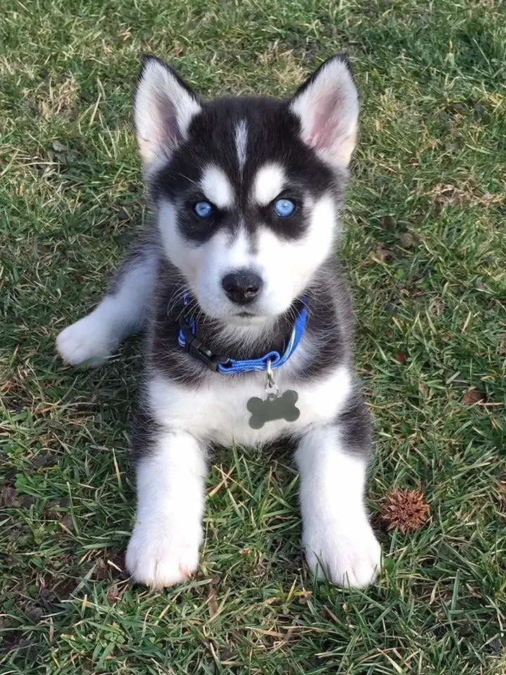 Husky siberiano 