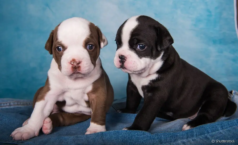 American bully pocket 