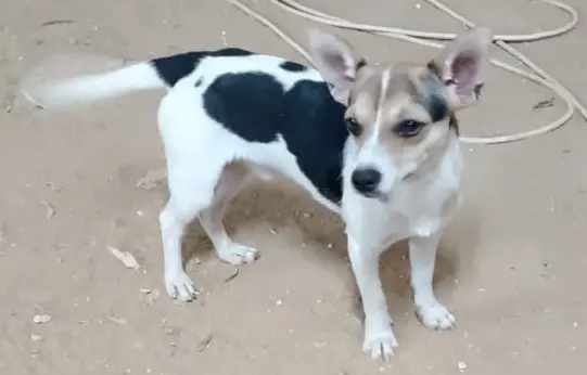 Chihuahua tricolor muy bonito 