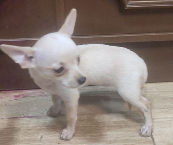 Chihuahua macho de cabeza de venado Mini toy.