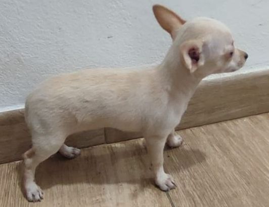 Chihuahua macho de cabeza de venado Mini toy.