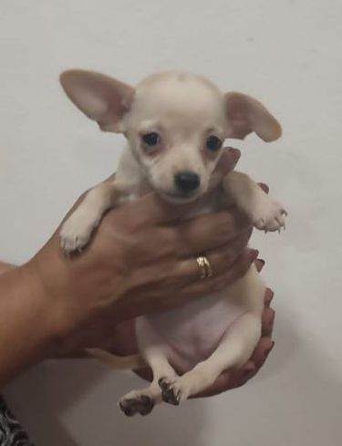 Chihuahua hembra de cabeza de venado Mini toy.