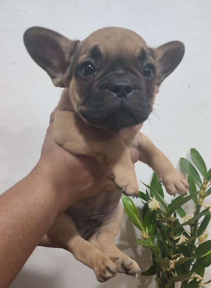 Bulldog francés, macho
