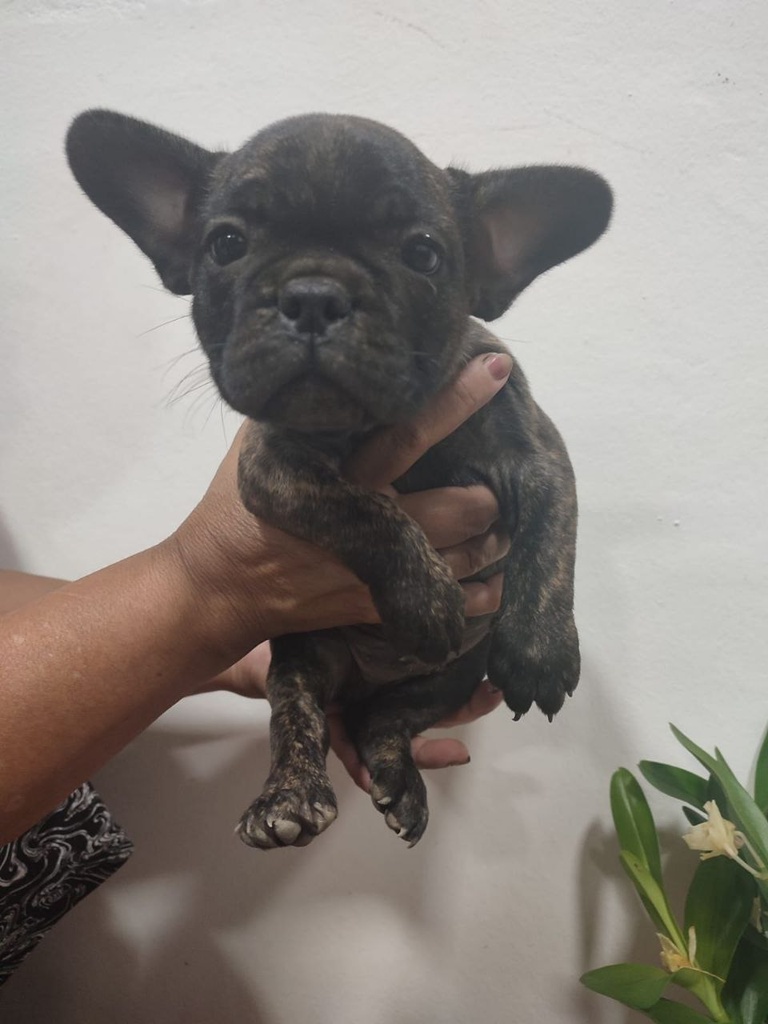 Bulldog francés, macho