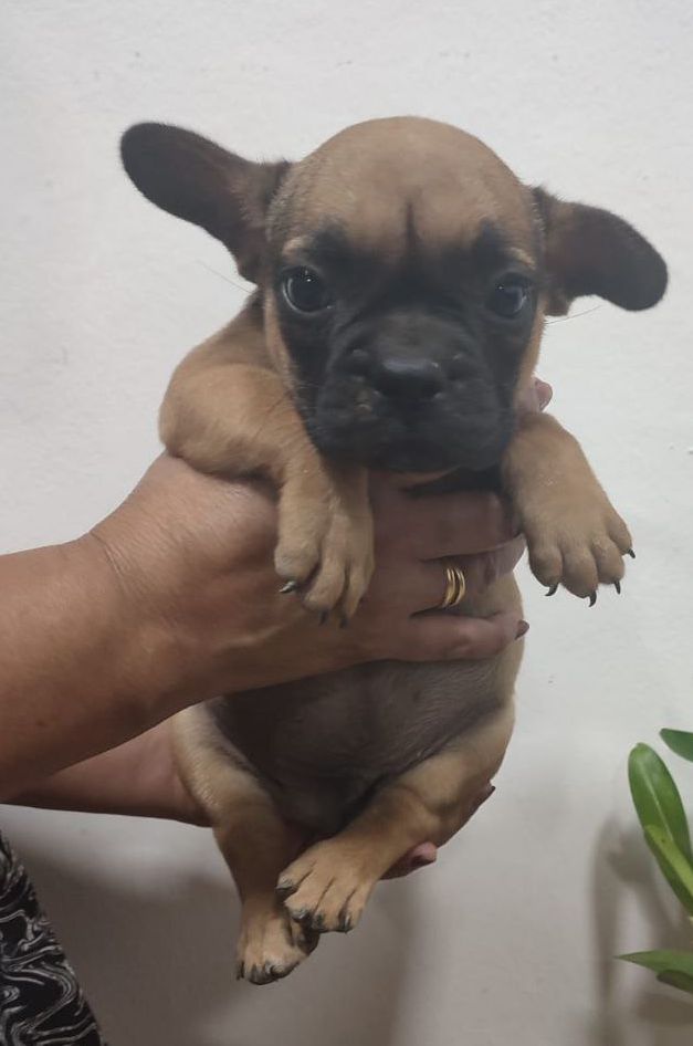 Bulldog francés, macho