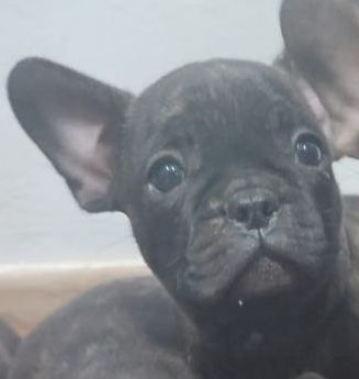 Bulldog francés, macho