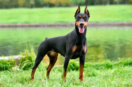 Doberman 