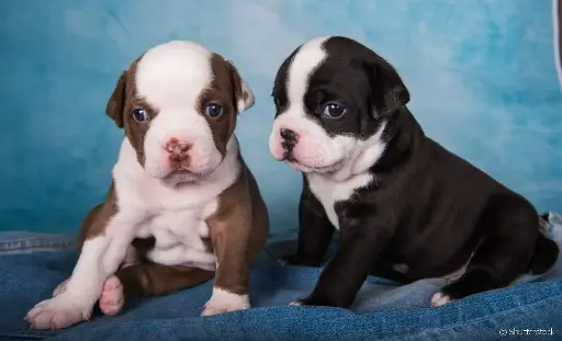 American bully pocket 