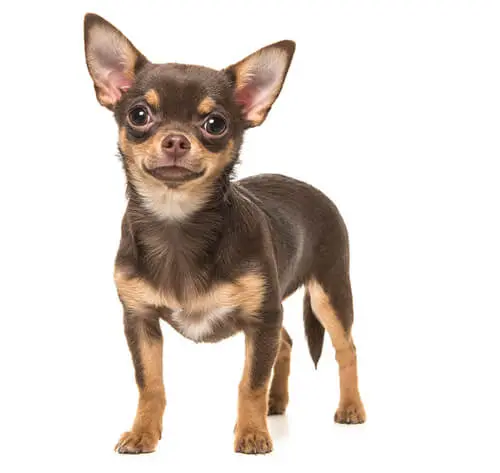 Chihuahua