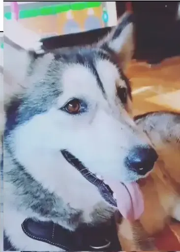 se da en adopción Alaska 
