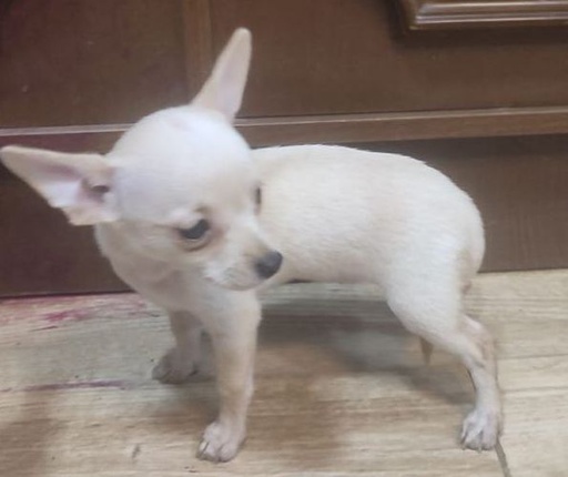 Chihuahua macho de cabeza de venado Mini toy.