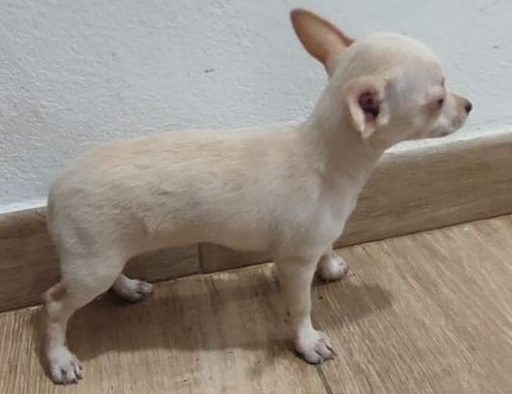 Chihuahua macho de cabeza de venado Mini toy.