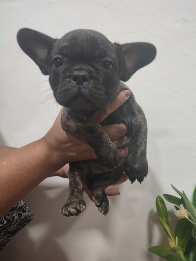 Bulldog francés, macho