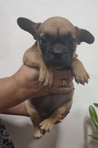 Bulldog francés, macho